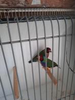 Australische Gouldamadines, Dieren en Toebehoren, Meerdere dieren, Tropenvogel, Geringd