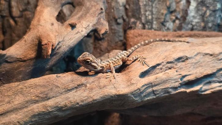 Extreme Red Baardagaam – Jonge Exemplaren Beschikbaar