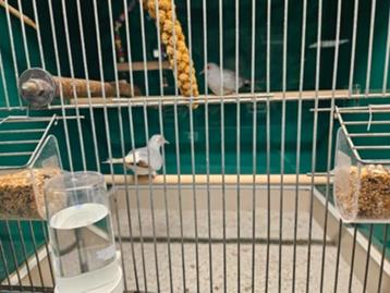 Geopelia cuneata Diamantduif beschikbaar voor biedingen
