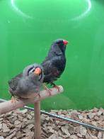 Te koop koppel charcoal man x split charcoal pop, Dieren en Toebehoren, Pluimvee, Meerdere dieren, Overige soorten