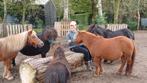 Volpension Paddockstalling voor Shetlander of mini, Dieren en Toebehoren, Stalling en Weidegang, Weidegang