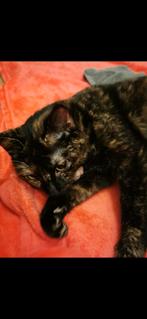 Huisje gezocht voor lieve poes Naevia, Dieren en Toebehoren, Katten en Kittens | Overige Katten, Poes