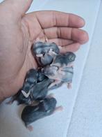 8 jonge hamstertjes, Dieren en Toebehoren, Knaagdieren, Meerdere dieren, Voor 1 juli 2024, Tam
