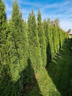 Thuja Smaragd coniferen, Ophalen, Conifeer, Haag, 100 tot 250 cm