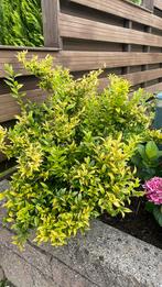 Euonymus fortunei, Tuin en Terras, Planten | Tuinplanten, Ophalen of Verzenden, Zomer, Overige soorten, Halfschaduw