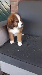 Sint bernard/bernersennen pups, Overige rassen, Meerdere, Meerdere dieren, Nederland