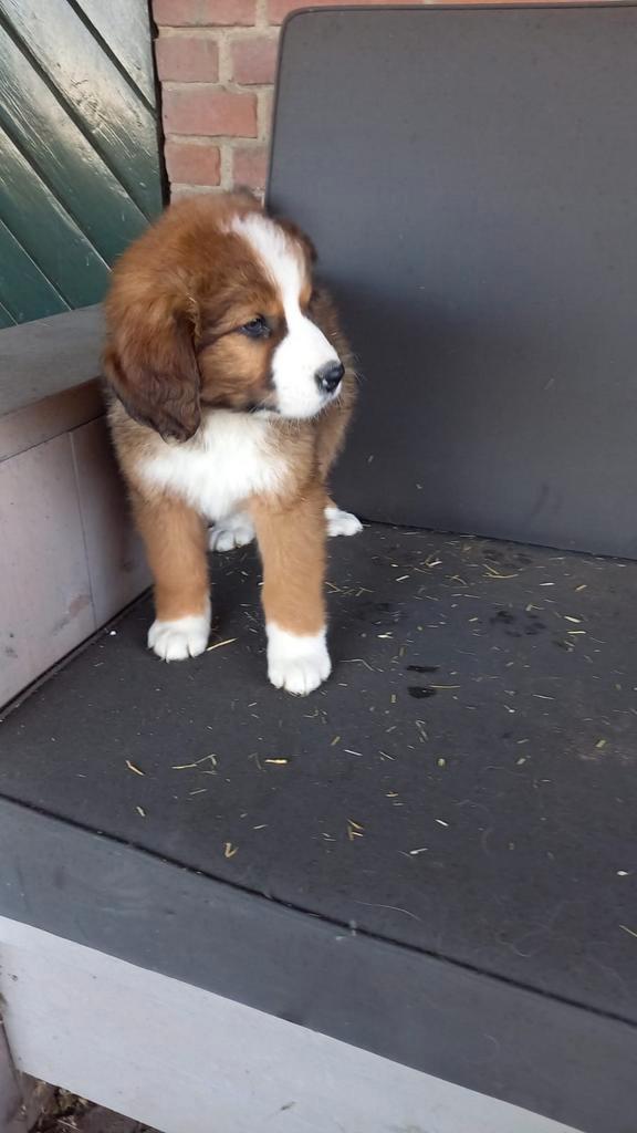 Sint bernard/bernersennen pups, Dieren en Toebehoren, Honden | Retrievers, Spaniëls en Waterhonden, Meerdere dieren, Overige rassen
