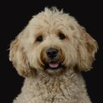 Dekreu Goldendoodle kleine medium, Dieren en Toebehoren, Rabiës (hondsdolheid), Reu, Eén hond, 3 tot 5 jaar