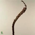 Salix udensis 'Sekka' Japanse Bandwilg bloemsierkunst, Overige soorten, Volle zon, Vaste plant, Ophalen of Verzenden