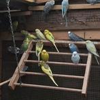 Parkieten, Meerdere dieren, Kleurkanarie