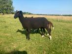 2 zeer fraaie zwartbles ramlammeren, Dieren en Toebehoren, Schapen, Geiten en Varkens, Mannelijk, Schaap