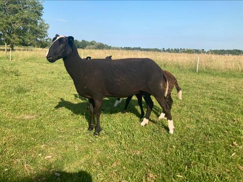 2 zeer fraaie zwartbles ramlammeren, Dieren en Toebehoren, Schapen, Geiten en Varkens, Schaap, Mannelijk