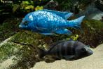 Te koop Malawi placidochromis phennochilus Tanzania, Vis, Zoetwatervis, Schoolvis
