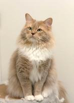 Ter dekking: Ragdoll Fawn Tabby Solid Mitted met stamboom, 0 tot 2 jaar
