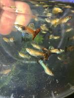 🟣🐟magenta dragon🟣🐟 guppen guppy gup raszuiver, Vis, Zoetwatervis