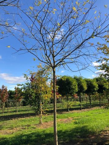 Styphnolobium japonicum Honingboom beschikbaar voor biedingen