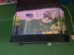 Aquarium, Dieren en Toebehoren, Vis