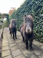 Te koop pony’s, Dieren en Toebehoren, Meerdere dieren