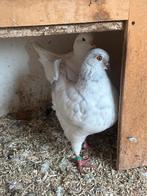 King duiven kingduiven, Dieren en Toebehoren, Vogels | Duiven, Vrouwelijk, Overige soorten