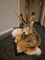 Opgezette mooie Haas, Knert, Borststuk op schilderijlijst., Verzamelen, Dierenverzamelingen, Ophalen of Verzenden, Nieuw, Wild dier