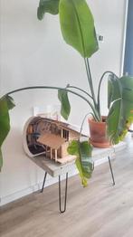 Paradijsvogelplant te koop, Ophalen, 100 tot 150 cm, Overige soorten, Halfschaduw