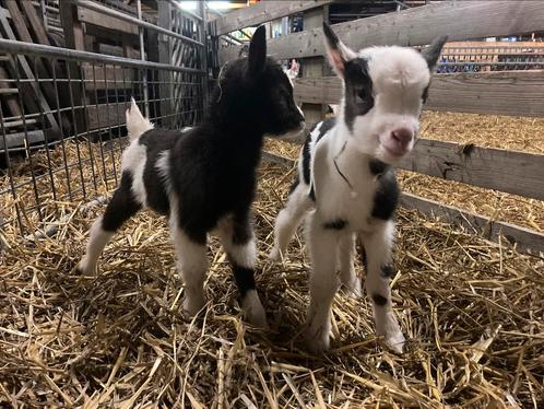 Te koop Nederlandse Bonte Geiten, Dieren en Toebehoren, Schapen, Geiten en Varkens, Geit, Vrouwelijk, 0 tot 2 jaar