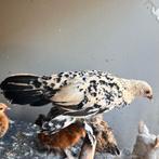 citroenporselein (kleur) sabelpoot kriel kip hen kuiken, Vrouwelijk, Tropenvogel, Tam