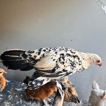 citroenporselein (kleur) sabelpoot kriel kip hen kuiken beschikbaar voor biedingen