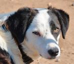 GaGa Animal Care - JOSJE (kan naar NL komen), Dieren en Toebehoren, Honden | Niet-rashonden, Particulier, Rabiës (hondsdolheid)