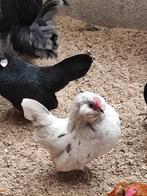 Zeer mooi koppel Antwerpse baardkrielen., Dieren en Toebehoren, Meerdere dieren, Kip