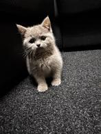Britse korthaar, Dieren en Toebehoren, Katten en Kittens | Raskatten | Korthaar, Poes, Ontwormd