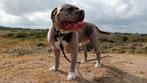 Bully XL, Dieren en Toebehoren, Honden | Bulldogs, Pinschers en Molossers, Reu, Eén hond, 3 tot 5 jaar, Nederland