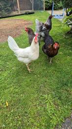 4 kippen, Dieren en Toebehoren, Pluimvee, Vrouwelijk, Kip