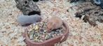 jonge tamme goudhamsters, Hamster, Mei, Meerdere dieren, Tam