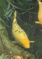 Koi Shiro Utsuri I 45 cm, Karper of Koi
