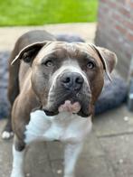 Dekreu american stafford bleu, Rabiës (hondsdolheid), Reu, 1 tot 2 jaar, Eén hond