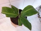 Bananenplant Musa, Huis en Inrichting, Ophalen of Verzenden, Overige soorten, Minder dan 100 cm
