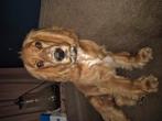 Engelse cocker spaniel teefje 6maand, 15 weken tot 1 jaar, CDV (hondenziekte), Teef, Eén hond