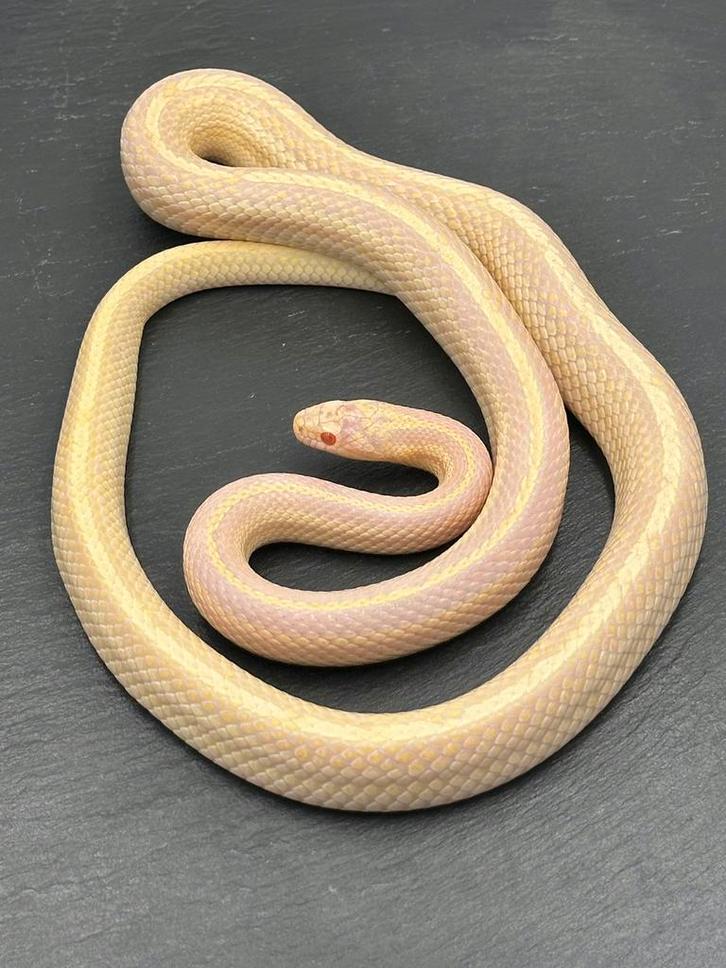 Yellow Red Factor cornsnake