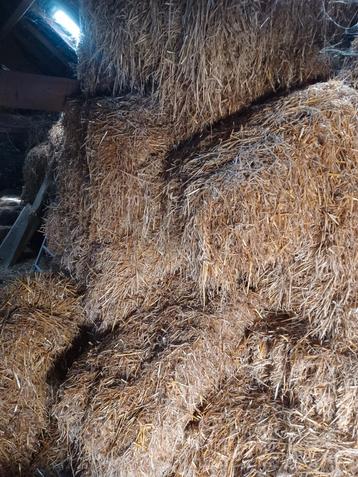 Kleine pakjes stro beschikbaar voor biedingen