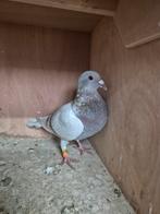 Jonge duif (2) R.Rigter x G.Beelen & Zn., Dieren en Toebehoren, Vogels | Duiven, Mannelijk, Postduif