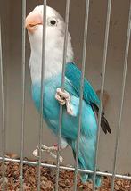 Prachtige brr agapornis fisheri lovebirds turquoise, Dieren en Toebehoren, Vogels | Parkieten en Papegaaien, Meerdere dieren, Dwergpapegaai of Agapornis