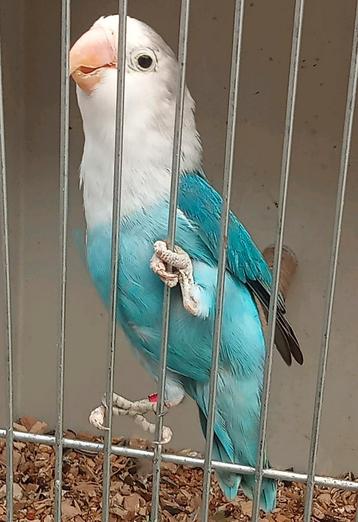 Prachtige brr agapornis fisheri lovebirds turquoise  beschikbaar voor biedingen