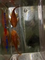 Kweekkoppel Ancistrus red, Dieren en Toebehoren, Vis