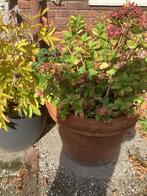 Megapot met hortensia ‘s, Tuin en Terras, Planten | Tuinplanten, Ophalen, Overige soorten, Halfschaduw