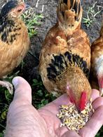 dwerg krielen, Dieren en Toebehoren, Pluimvee, Meerdere dieren, Kip