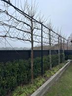 Linde boom voor erfafscheiding, Tuin en Terras, Ophalen, Volle zon, Overige soorten