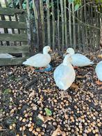 Witte kwakertjes, Dieren en Toebehoren, Pluimvee, Mannelijk, Eend