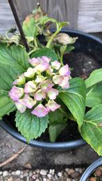Hortensia 2 stuks, Tuin en Terras, Planten | Tuinplanten, Overige soorten, Vaste plant, Ophalen of Verzenden, Halfschaduw
