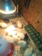 Kuikens te koop, Meerdere dieren, Kip